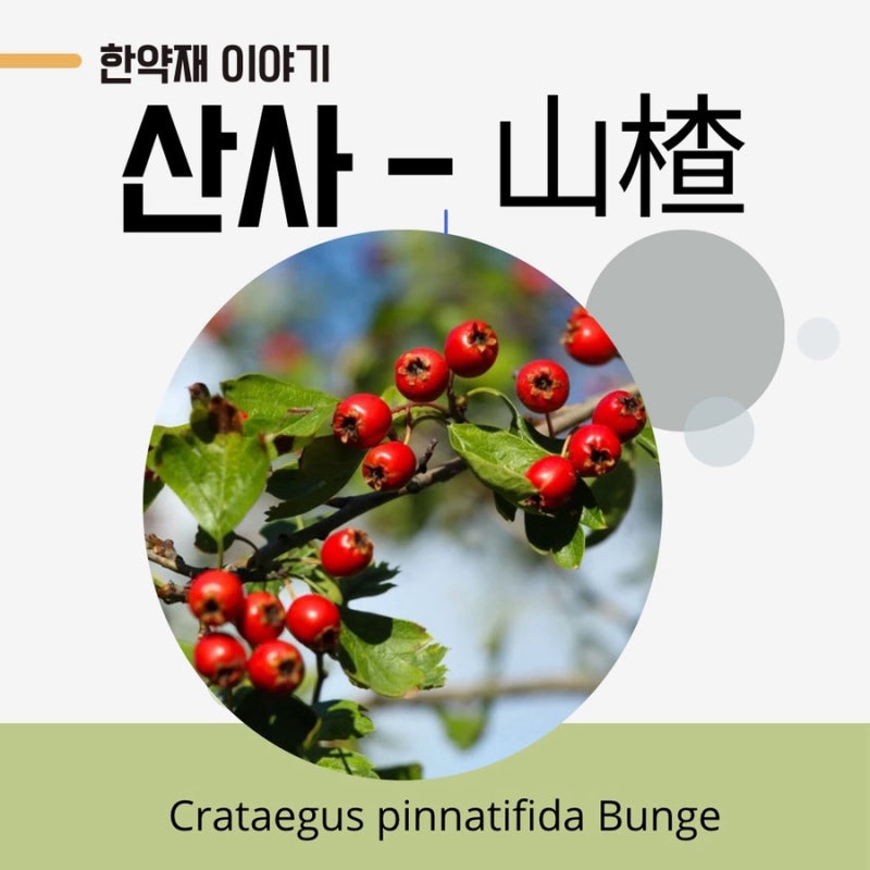 한약 관련 이미지 4