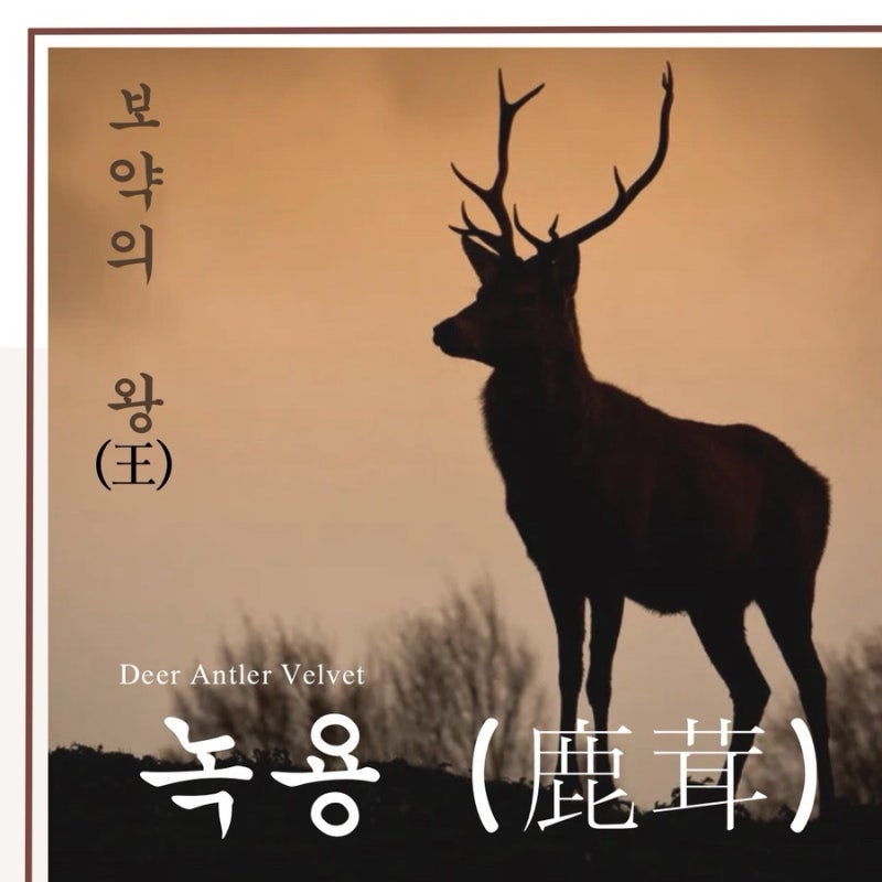 녹용 관련 이미지 4