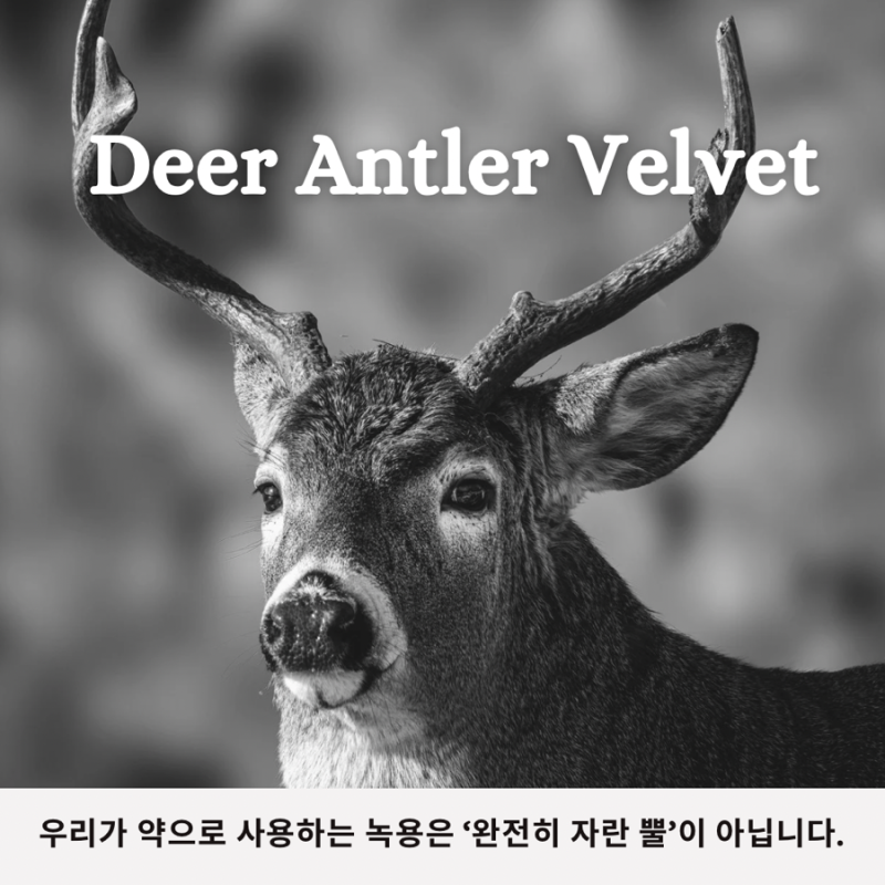 녹용 관련 이미지 3