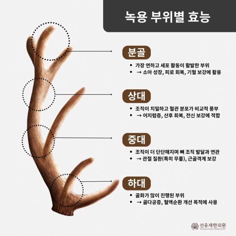 녹용 관련 이미지 4
