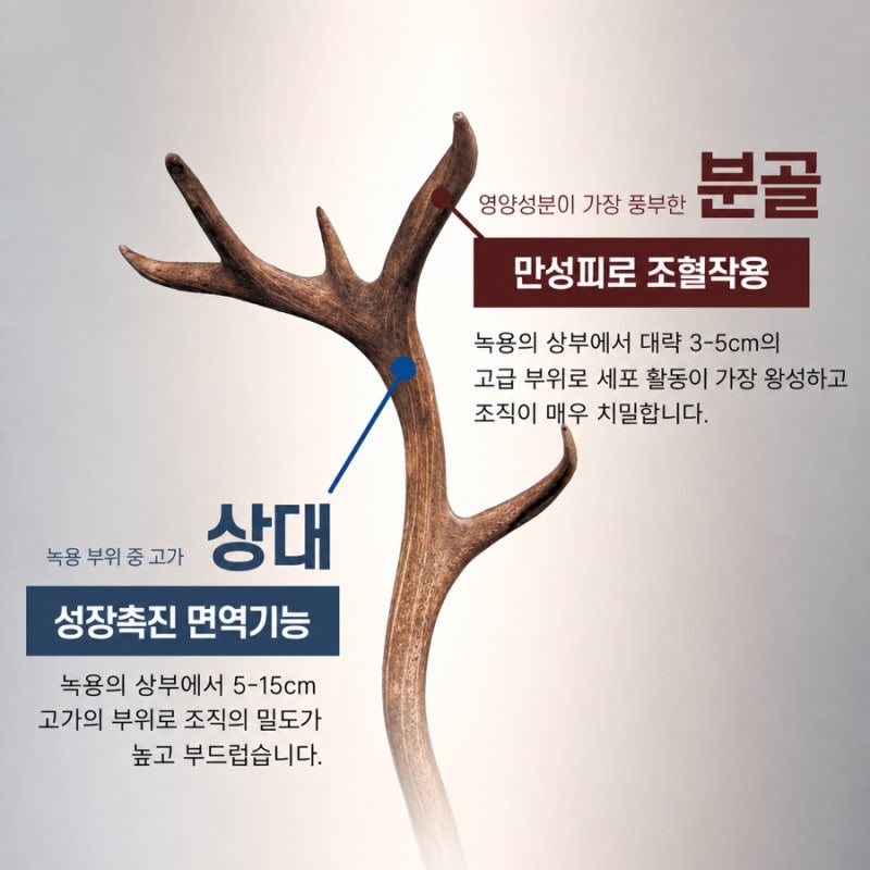 녹용의 부위 구분 — 분골·상대·하대