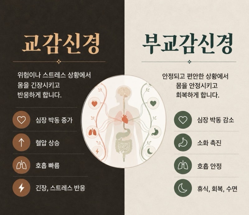 자율신경은 우리 몸의 자동 조절 장치 — 교감신경과 부교감신경의 역할