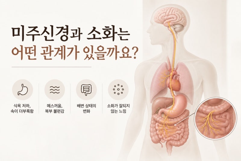 미주신경과 소화의 관계 — 뇌에서 심장·폐·소화기관으로 이어지는 경로
