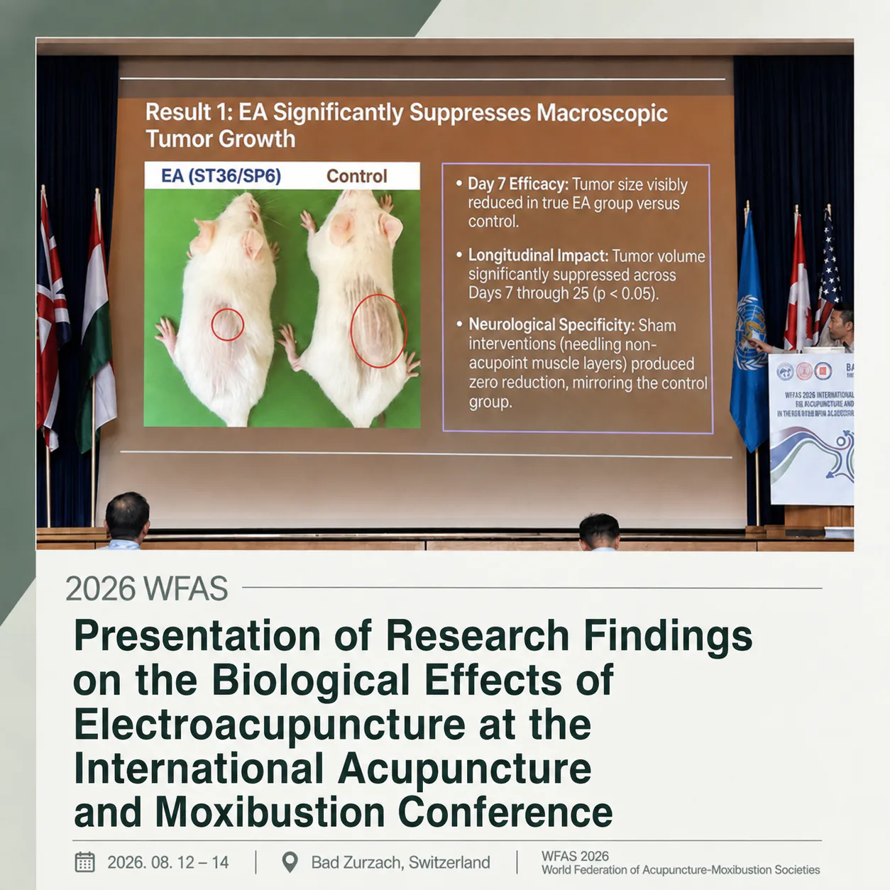 Conference slide on electroacupuncture significantly suppressing macroscopic tumour growth, presented at WFAS 2026